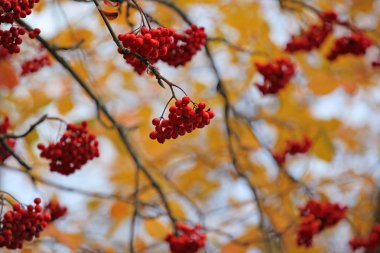 dağ külleri sonbahar ağacı arkaplanı 