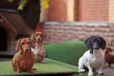 Köpek kulübesi tuğla duvar arkaplanı 