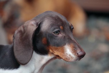 Yavru köpek portresi. Taş yol geçmişi. 
