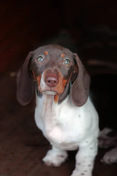 wooden dog kennel puppy portrait