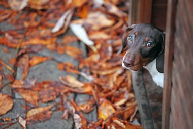 ahşap köpek kulübesi köpek portresi 