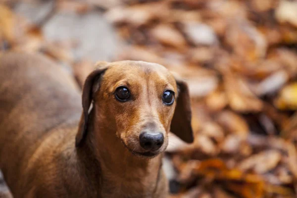 Teckel Hond Herfst Blad Achtergrond — Stockfoto