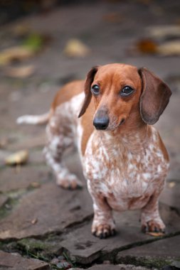 Dachshund köpek portresi Sonbahar yapraklı taş yol arka planı 