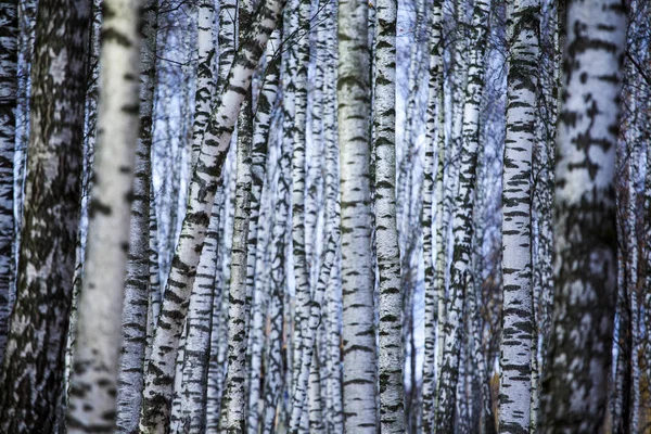 Bétula Árvore Azul Céu Fundo — Fotografia de Stock