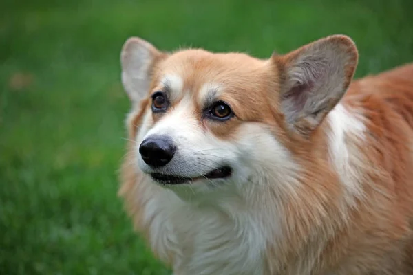 Pies Portret Zielony Trawa Tło — Zdjęcie stockowe