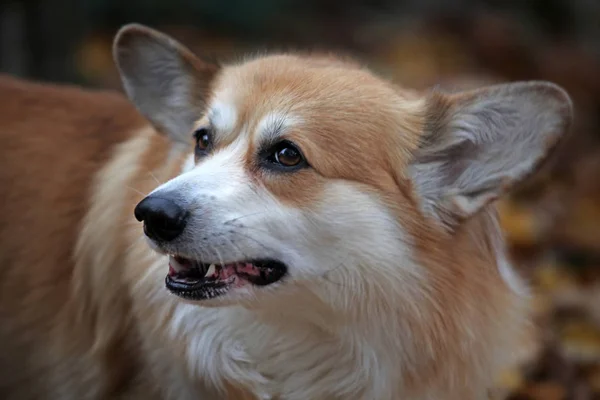 Dog Portrait Autumn Forest Background — ストック写真