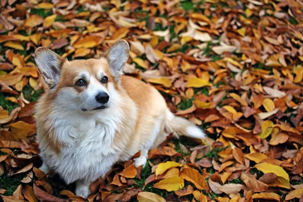 Perro Retrato Otoño Hoja Fondo —  Fotos de Stock