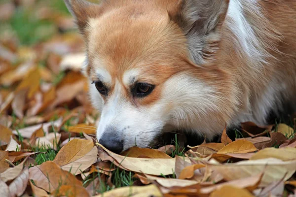 Cão Retrato Outono Folha Fundo — Fotografia de Stock
