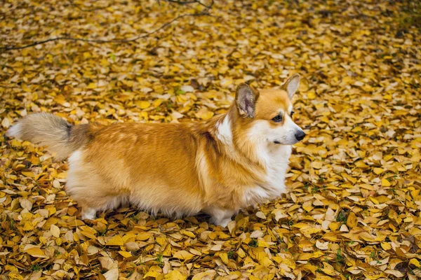 犬の肖像紅葉の背景 — ストック写真