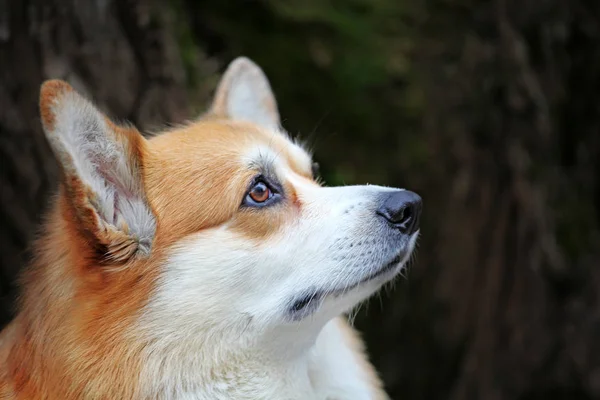 犬の肖像木苔の背景 — ストック写真