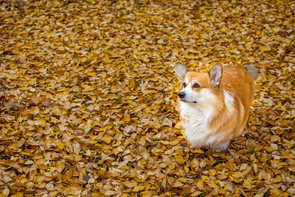 Cane Ritratto Autunno Foglia Sfondo — Foto Stock