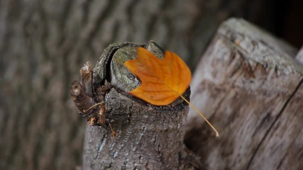 Autumn Leaf Stub Tree Background Footage — Stock Video