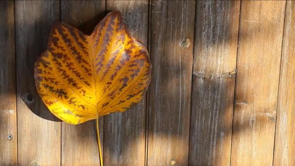 Autumn Leaf Wooden Desk Background — Stock Video