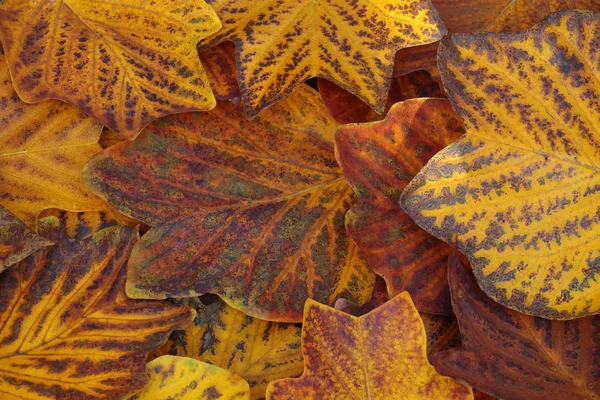 Sonbahar Kuru Ağaç Yaprağı Arkaplanı — Stok fotoğraf