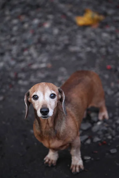 Hond Portret Scherpe Stenen Achtergrond — Stockfoto