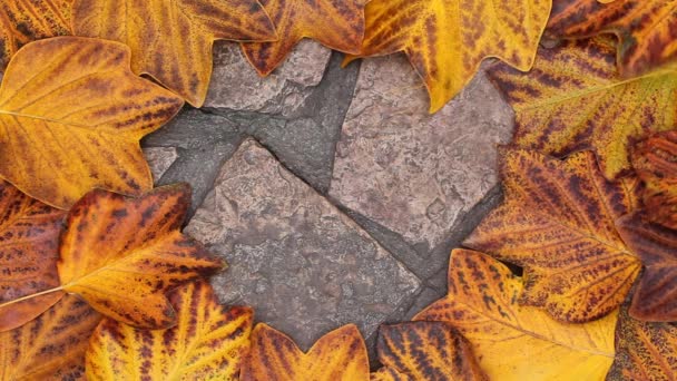 Hoja Otoño Fondo Piedra Natural — Vídeo de stock