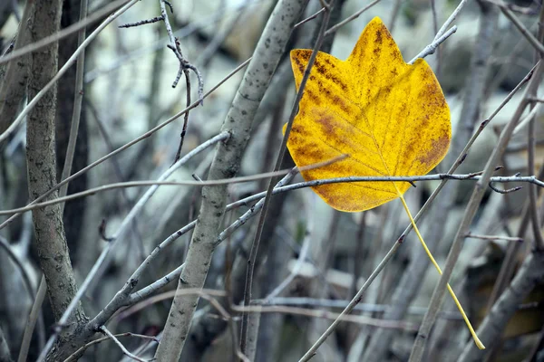 Autumn Leaf Tree Forest Background — Stock Photo, Image