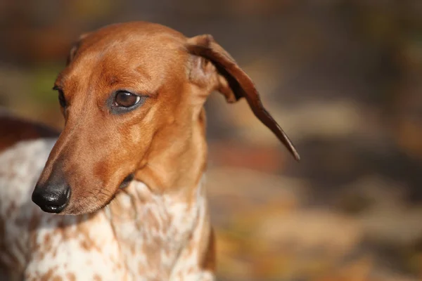 Hund Porträt Herbst Blatt Hintergrund — Stockfoto
