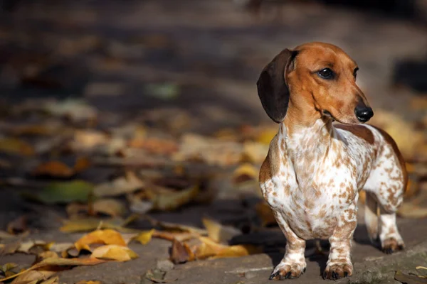 Портрет Собаки Осенний Лист Фона — стоковое фото