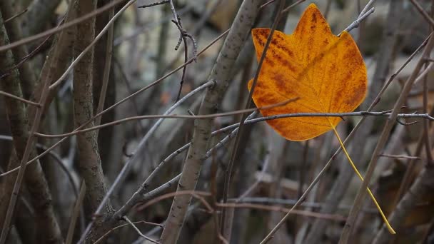 Automne Feuille Vent Arbre Fond Séquences — Video