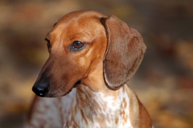 köpek portresi sonbahar yaprağı arka planı 