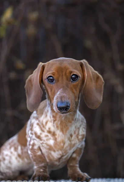 Hond Portret Herfst Boom Achtergrond — Stockfoto