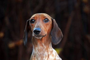 köpek portresi sonbahar ağacı arkaplanı 