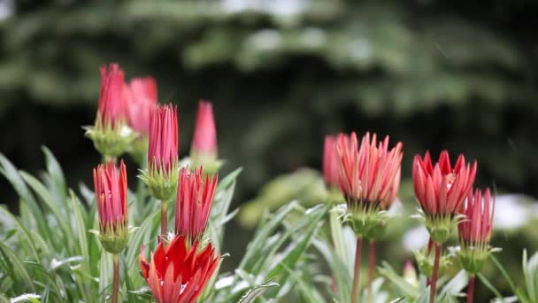 Flower Snow Fir Tree Background Footage — Stock Video