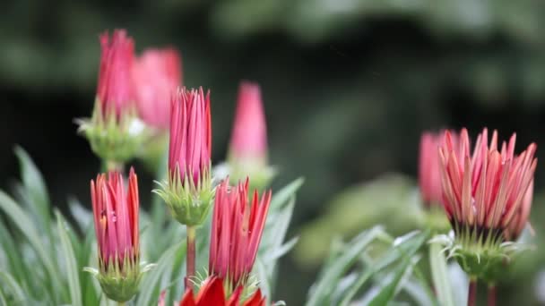 Flower Snow Fir Tree Background Footage — Stock Video