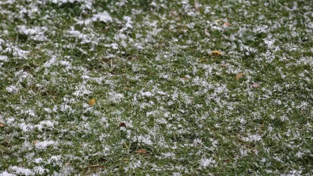 Neve Vento Grama Fundo Imagens — Vídeo de Stock