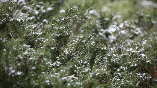 Neve Vento Jumper Planta Fundo Imagens — Vídeo de Stock