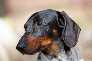 Köpek portresi parkı görüntüsü