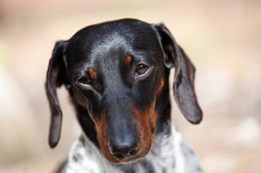 Köpek portresi parkı görüntüsü