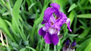Iris 'in çiçek tarlası arkaplanının görüntüleri 