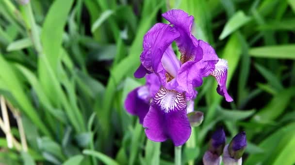 Footage Iris Flower Field Background — Stock Video