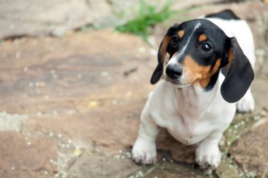 Köpek taşından yol resmi