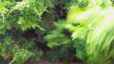 Köpek ardıç arkaplanının görüntüleri 