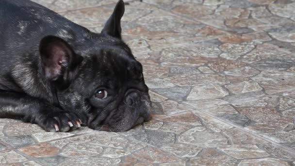 Imágenes Fondo Piedra Perro — Vídeos de Stock