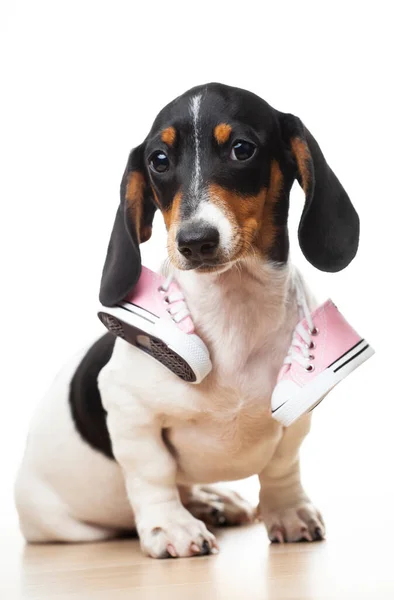 Immagine Cane Sneakers Sfondo Bianco — Foto Stock