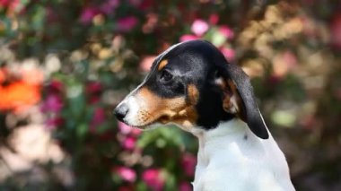 Köpek çiçeği arkaplanının görüntüleri 