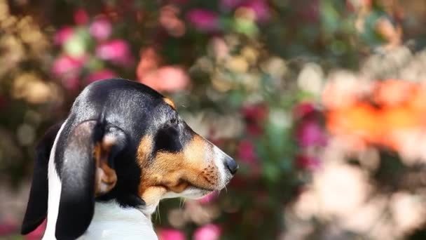 Imagens Cão Flor Fundo — Vídeo de Stock