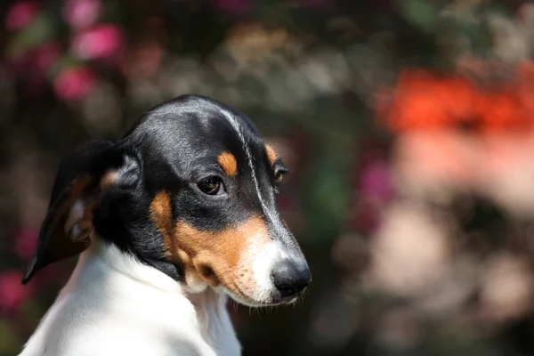 Afbeelding Van Hond Zomertuin — Stockfoto