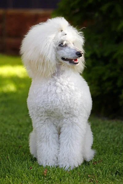 Imagem Cão Grama Fundo — Fotografia de Stock