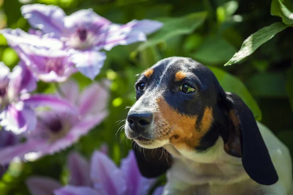 image of dog flower background