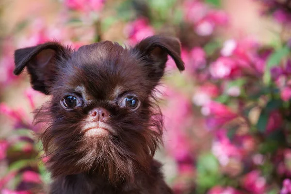 Bild Des Hundes Blume Hintergrund — Stockfoto
