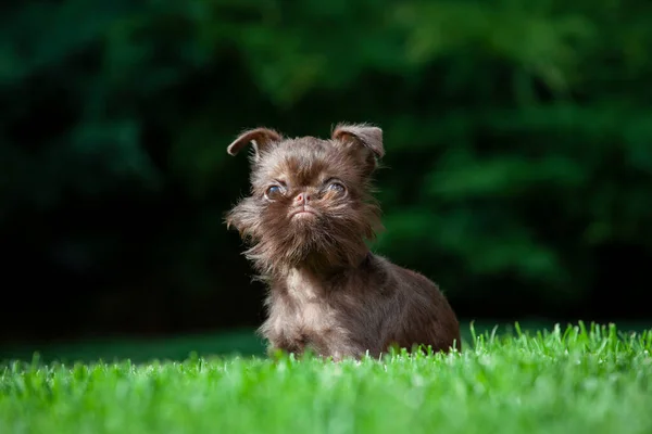 Bild Des Hundes Gras Hintergrund — Stockfoto
