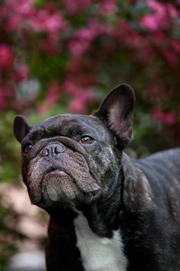 Köpek çiçeği arkaplanının resmi