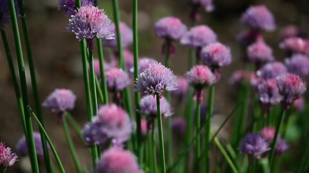 Beeldmateriaal Van Het Uien Bloemenveld — Stockvideo