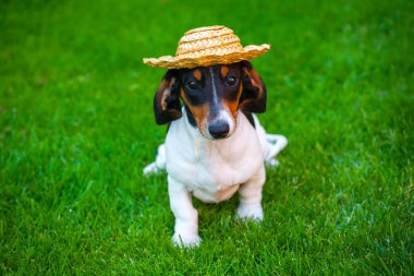 Köpek şapkası çim arkaplanı resmi