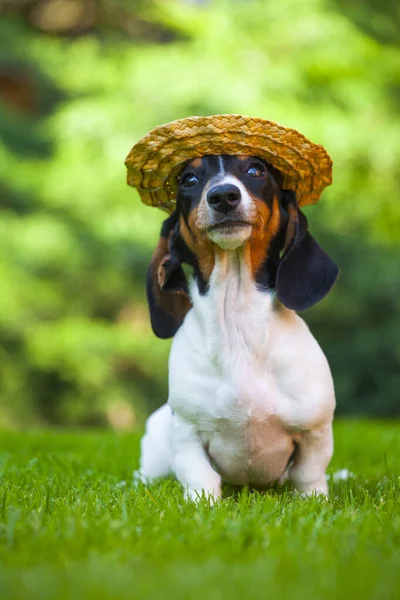 Image Dog Hat Grass Background — Stock Photo, Image